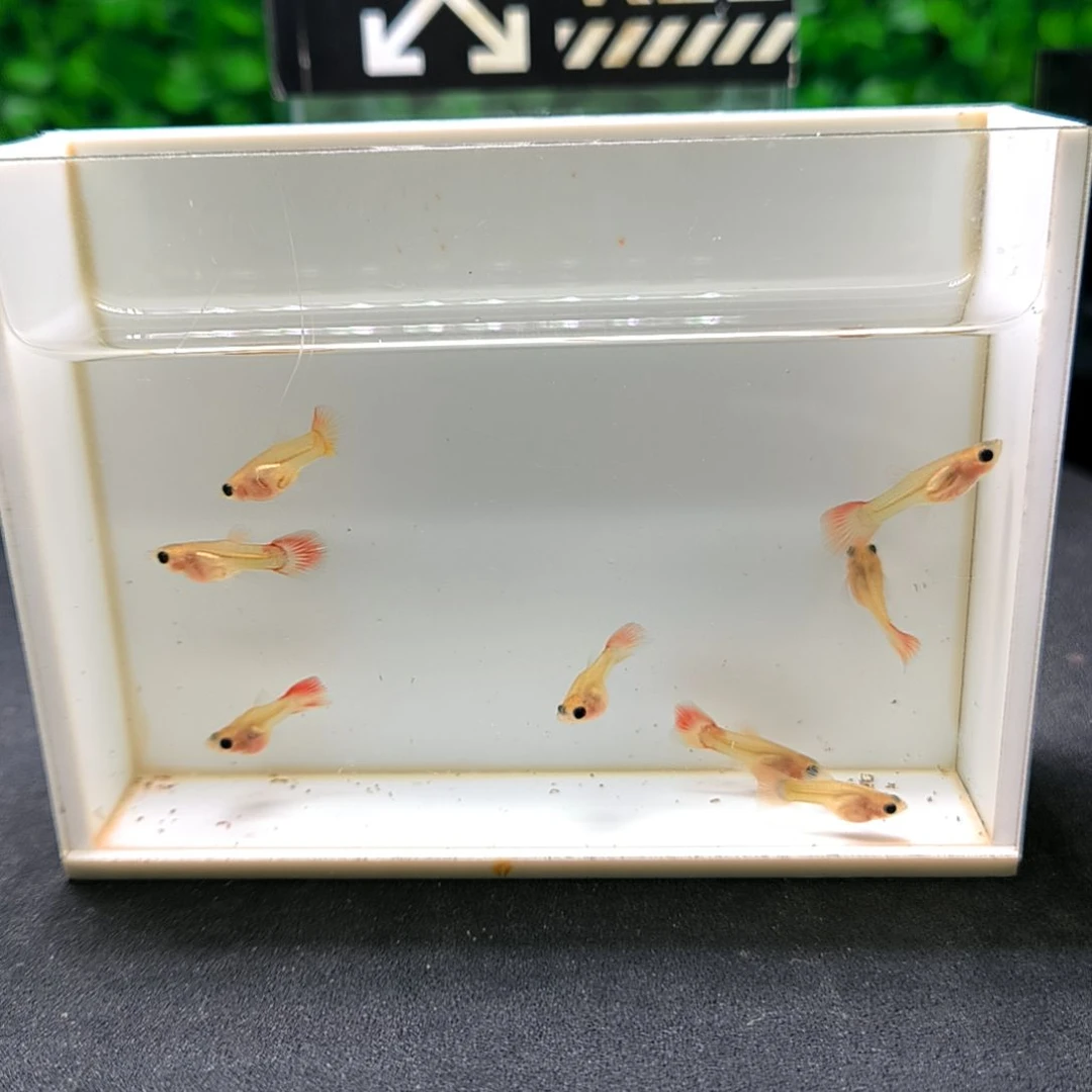 孔雀鱼红礼服玻璃猫苗子8条。