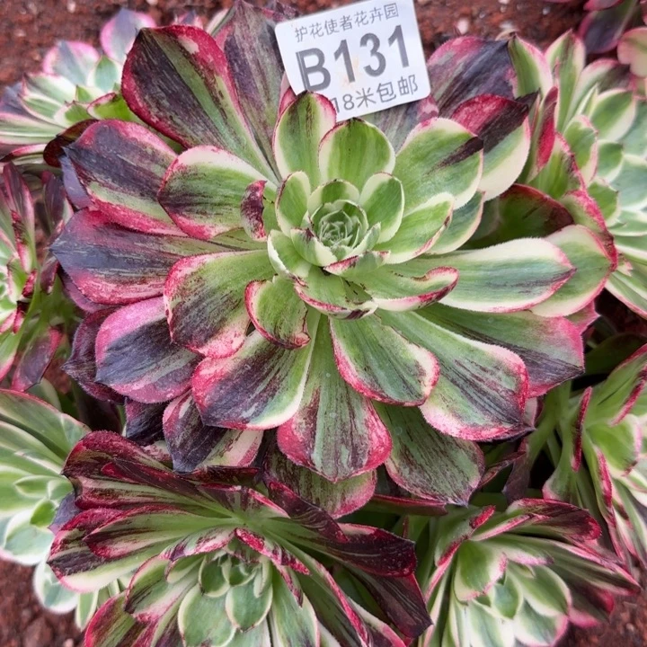 多肉法师伯爵福利