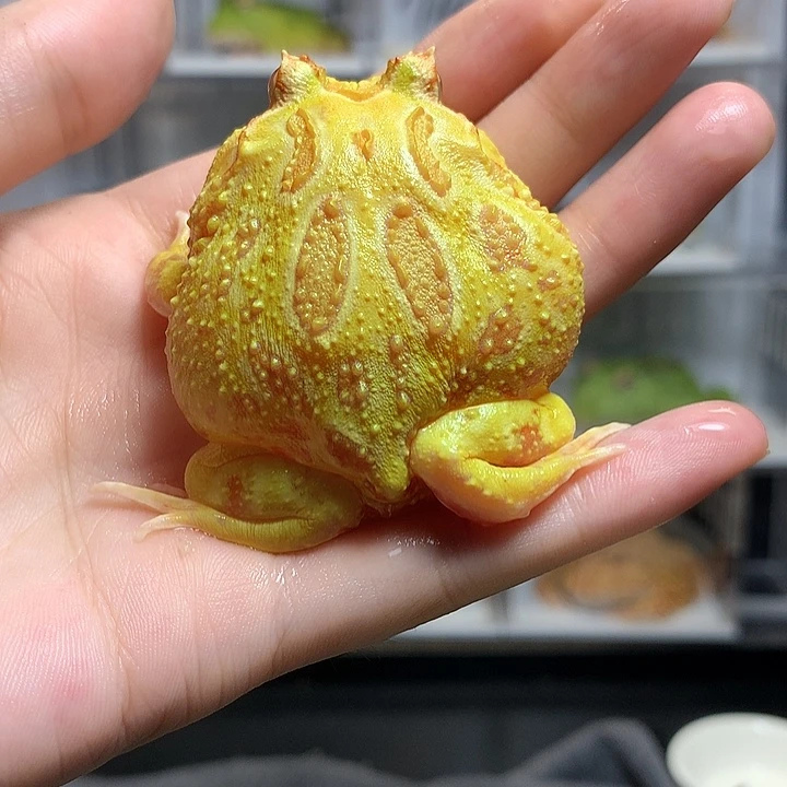 角蛙05黄金黄金5+