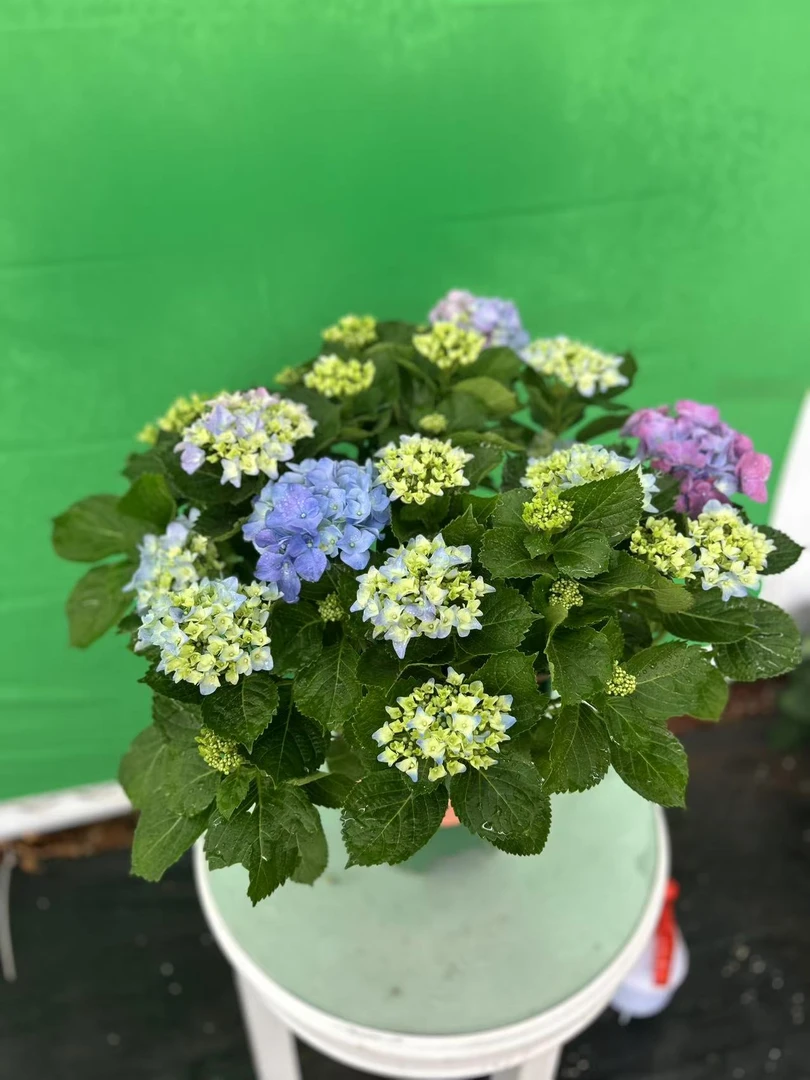 炫彩色绣球新手大花绣球4加仑大盆原盆原土发货昆明基地花束直发