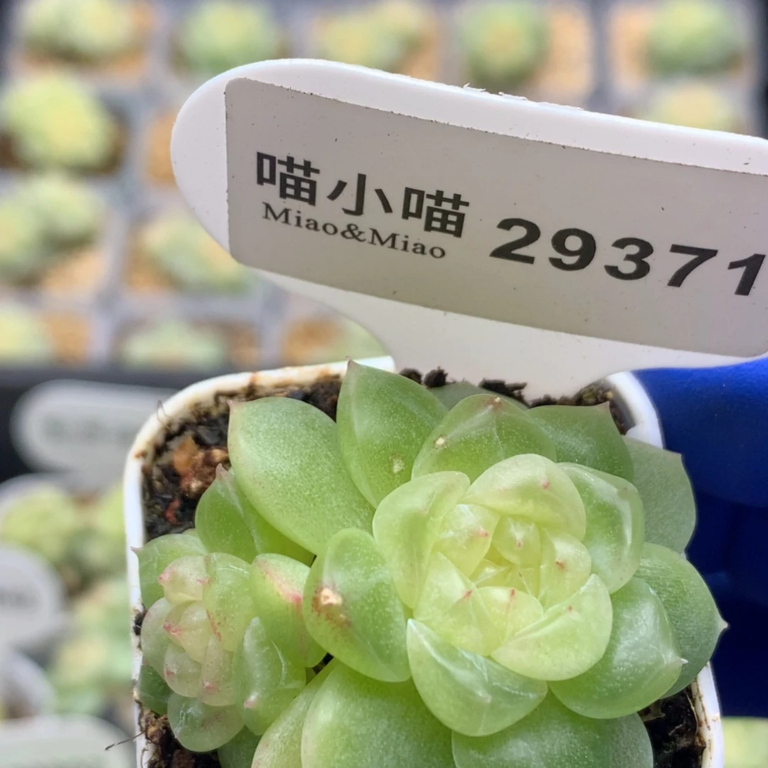多肉植物杂交珍妮