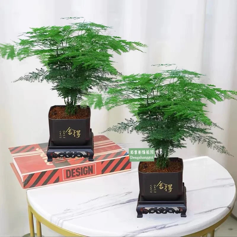 【买一送一】盆景室内绿植好养护水培植物花艺客厅办公室文竹青松
