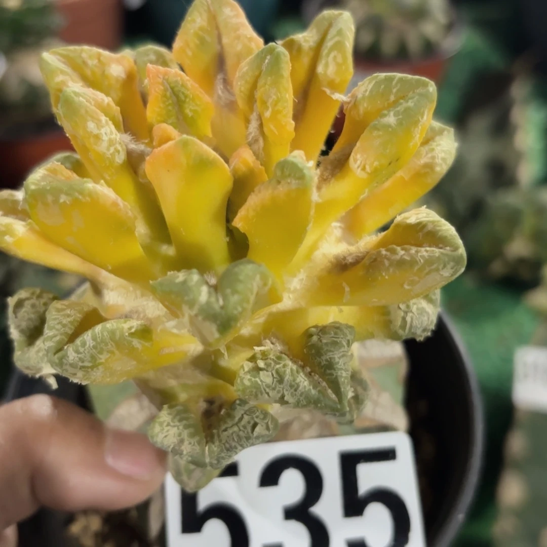 黑牡丹锦仙人球535