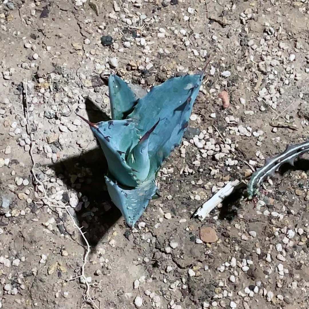 书*?赤牙龙实生优选大苗龙舌兰