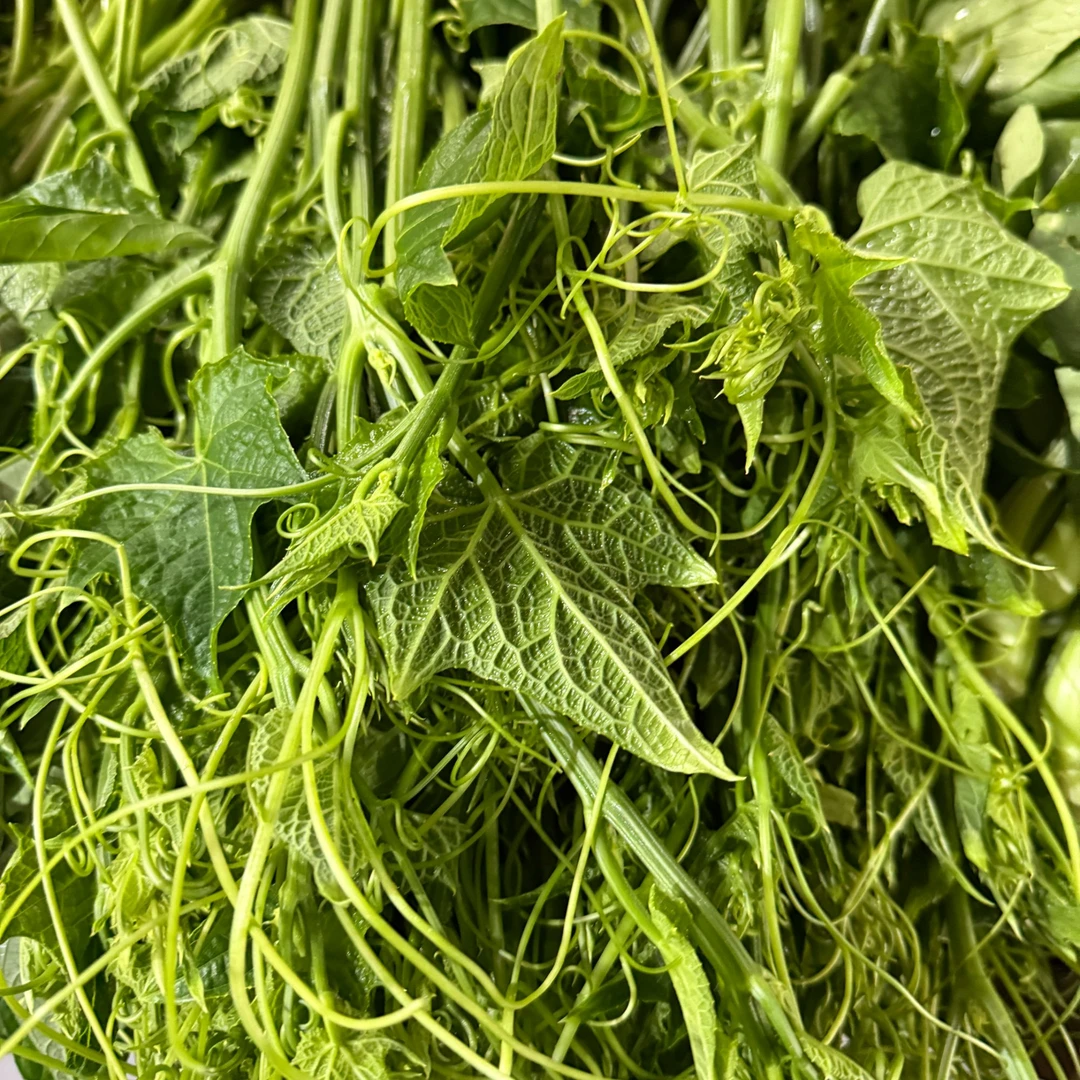 云南德宏芒市-洋丝瓜尖