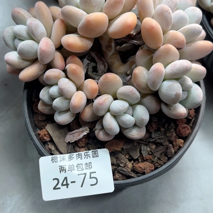 烟***晨24-75香水多肉植物