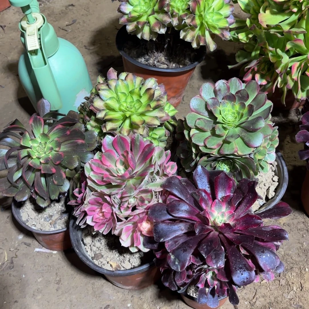 法师小手捧组合五颗19.8