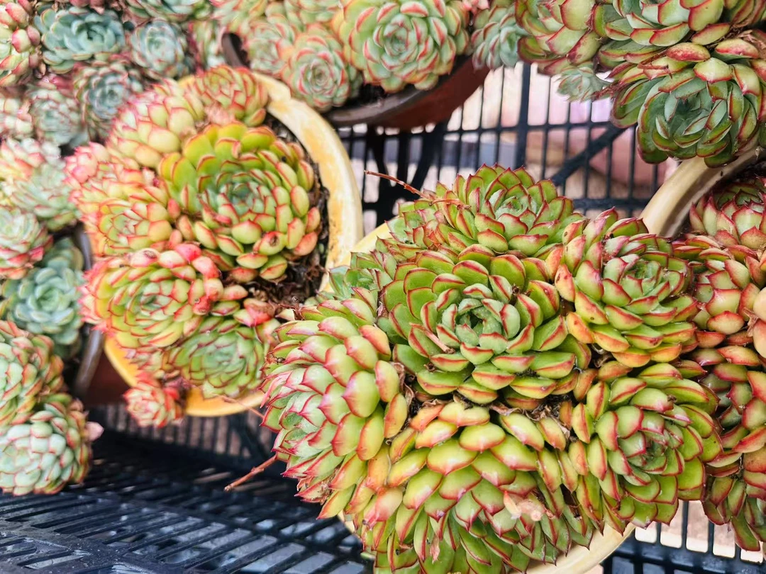 11多肉植物手捧梦幻玫瑰（多样性发货一颗18公分左右.）