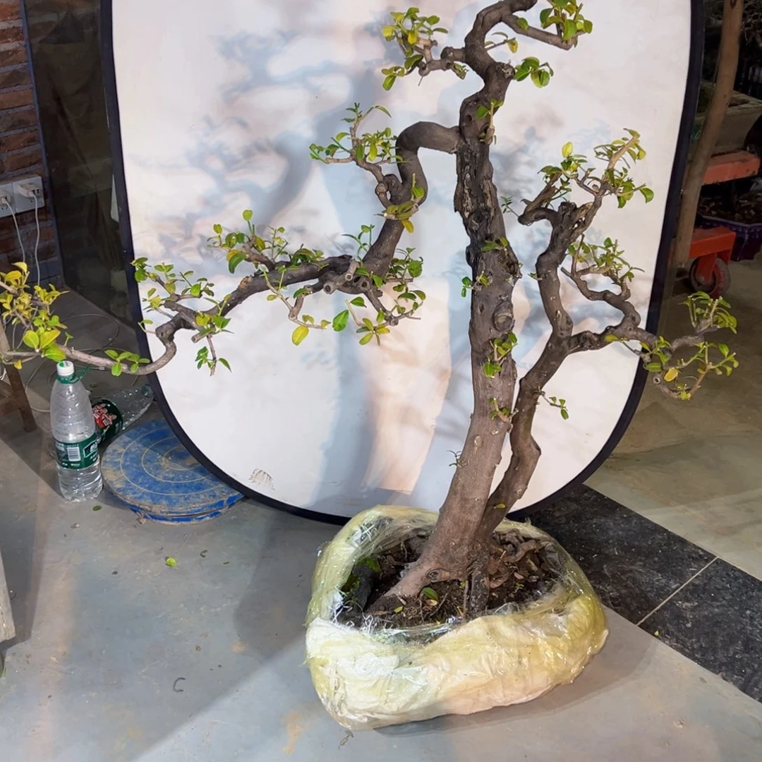 郑***111111111222221