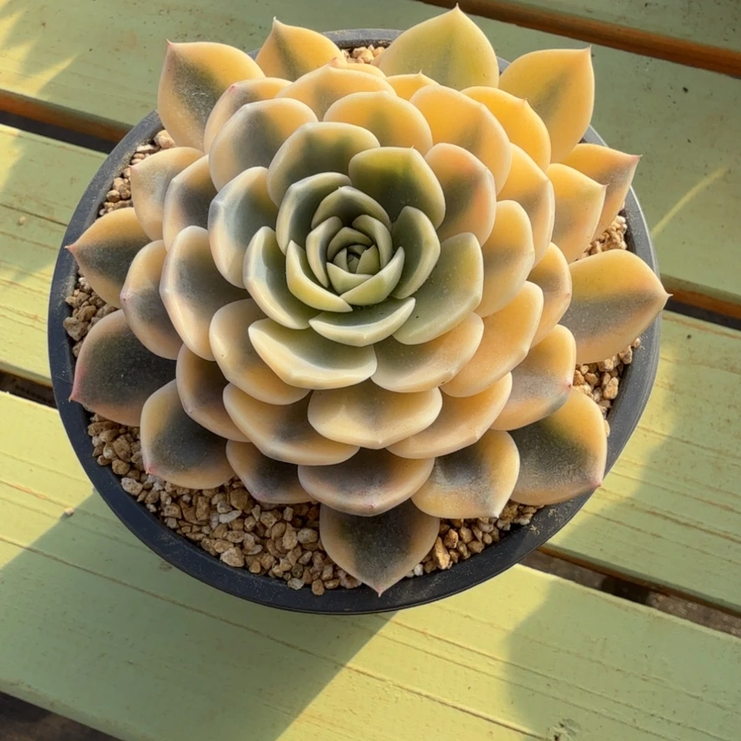 汉堡锦锦上园艺一物一拍