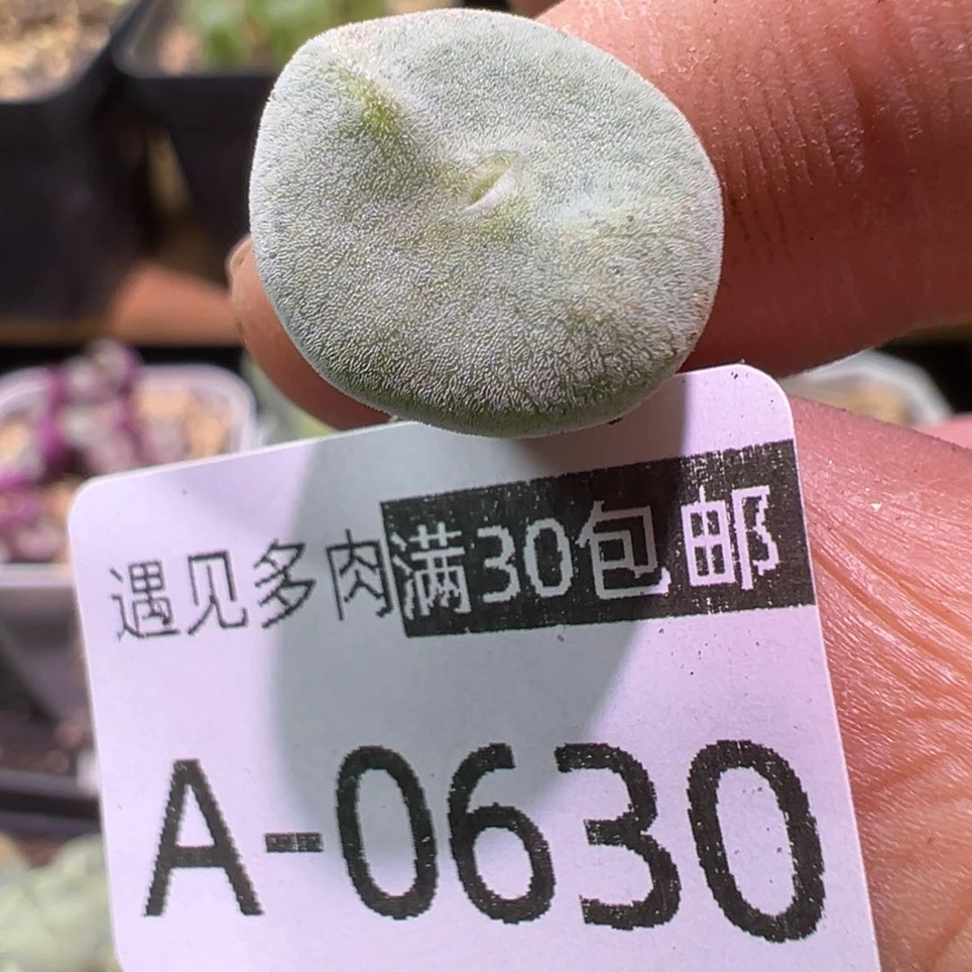 多肉植物111111111111