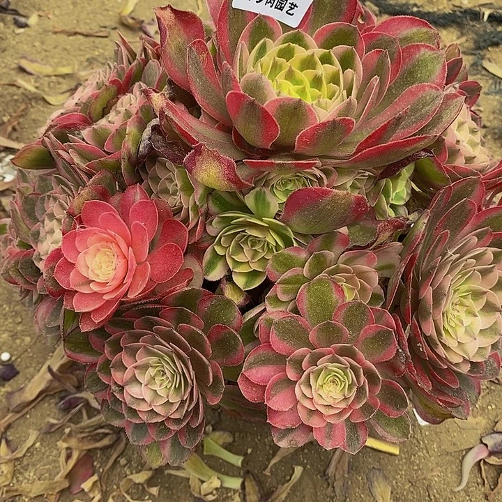 多肉多头荔枝341多肉