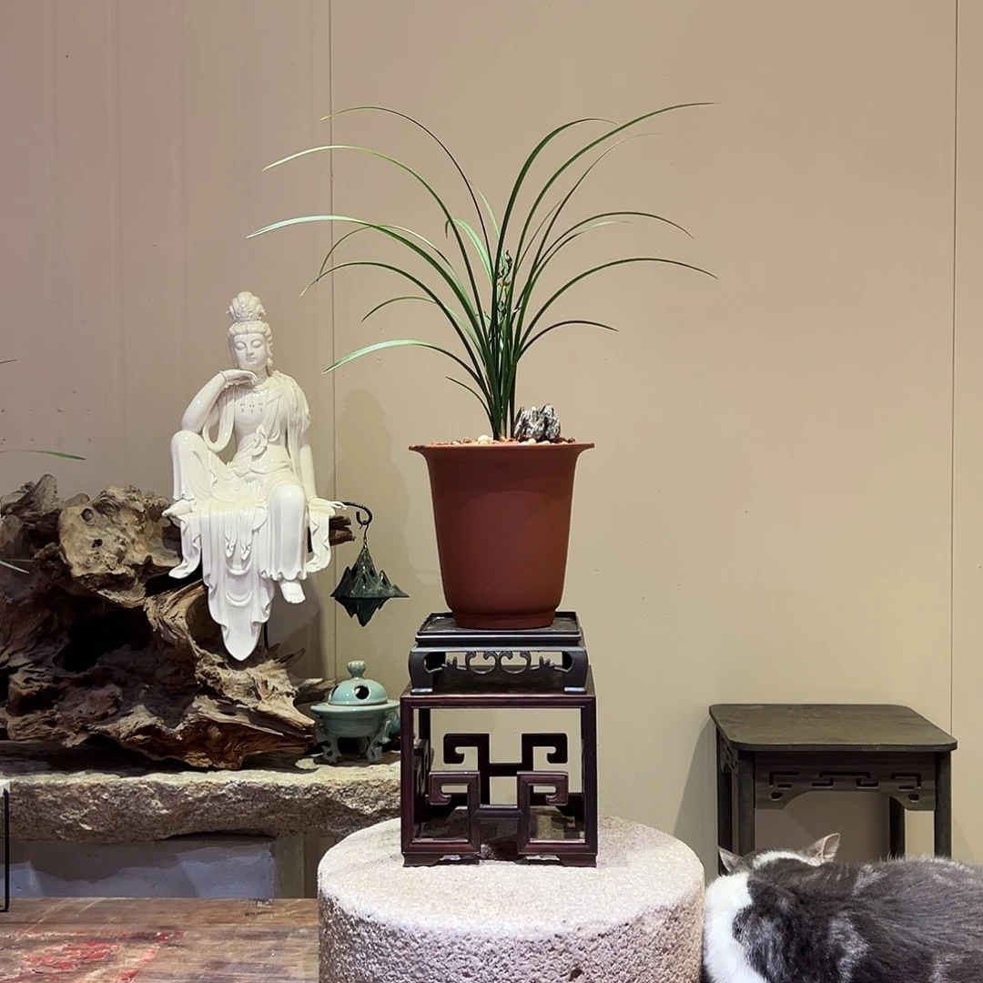 大部分花苞少量开放玉玺天骄