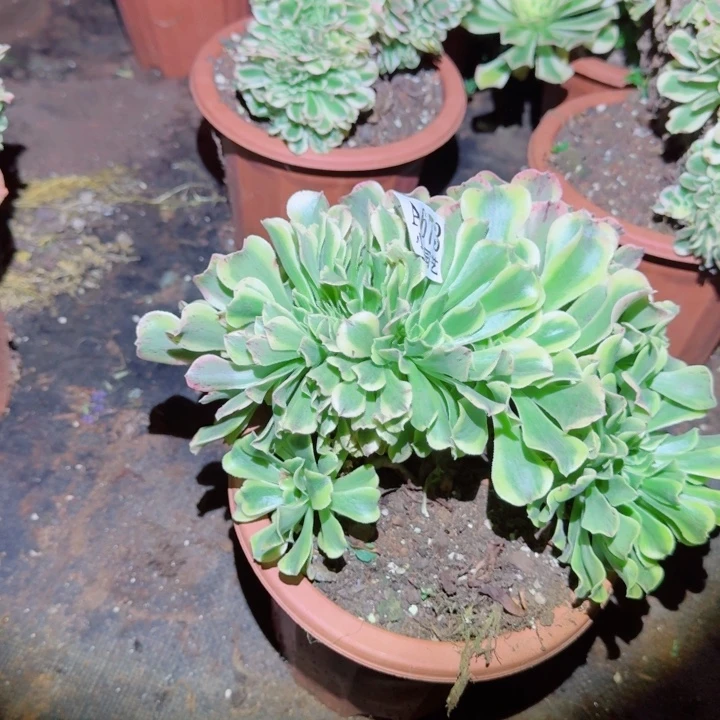 674绿豆沙缀化多肉植物满28包邮