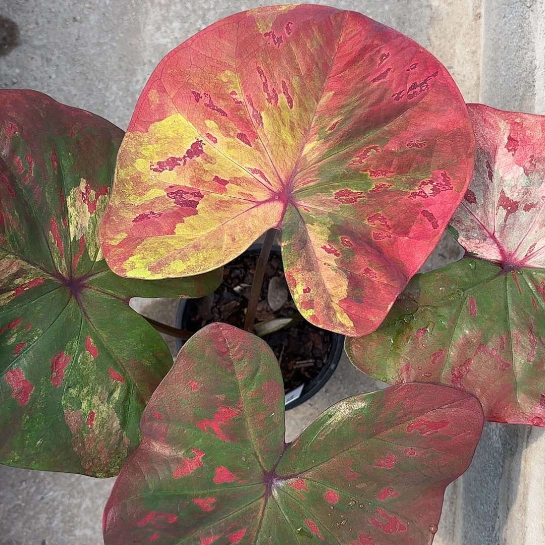 336-0125Rose彩叶芋泰国发货