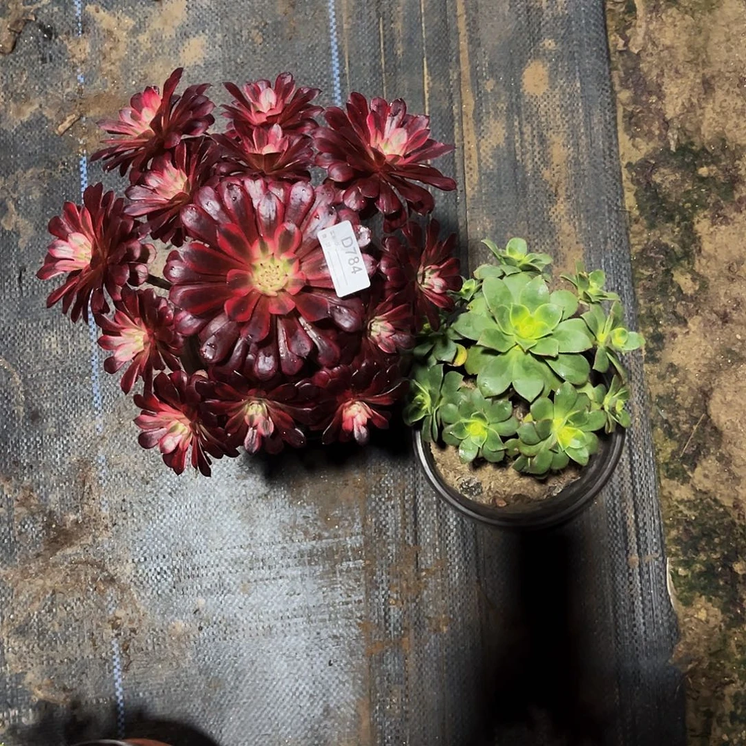 多肉植物784黑铜白，艳日辉