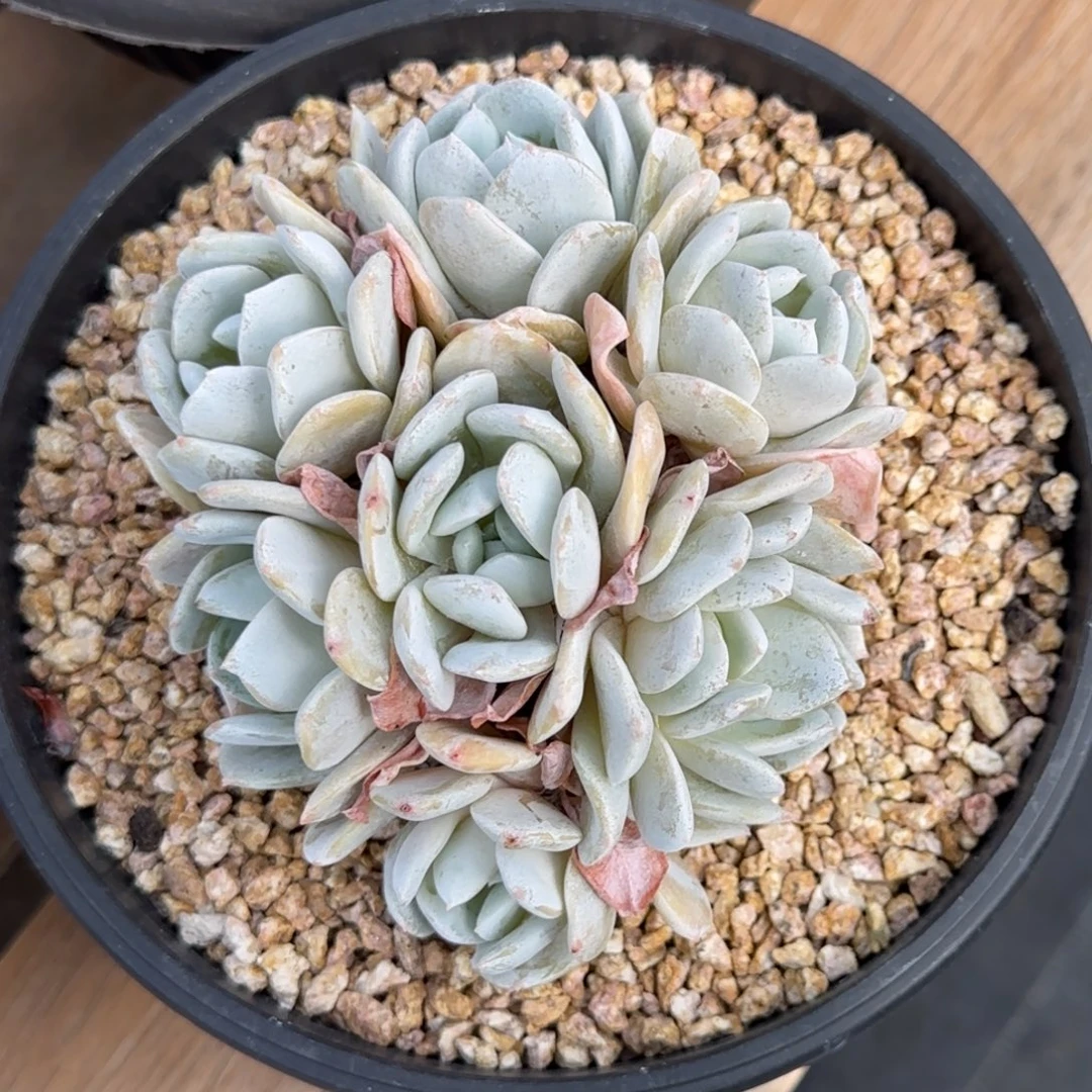 雪特啊阿啊阿啊阿啊阿