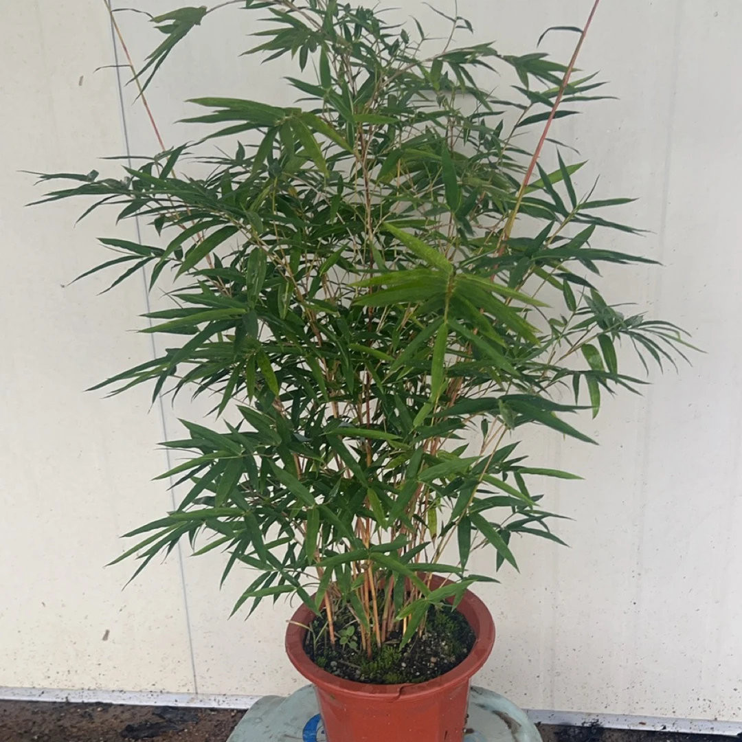 红观音竹室内观赏绿植盆栽好养易活四季常青招财绿化盆景