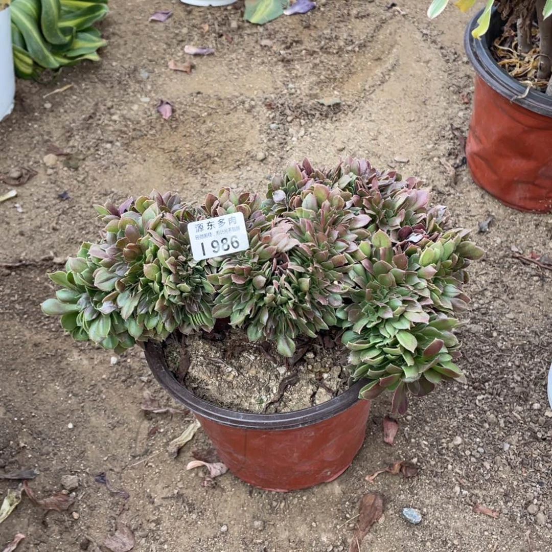 986柠檬多肉法师断枝不包