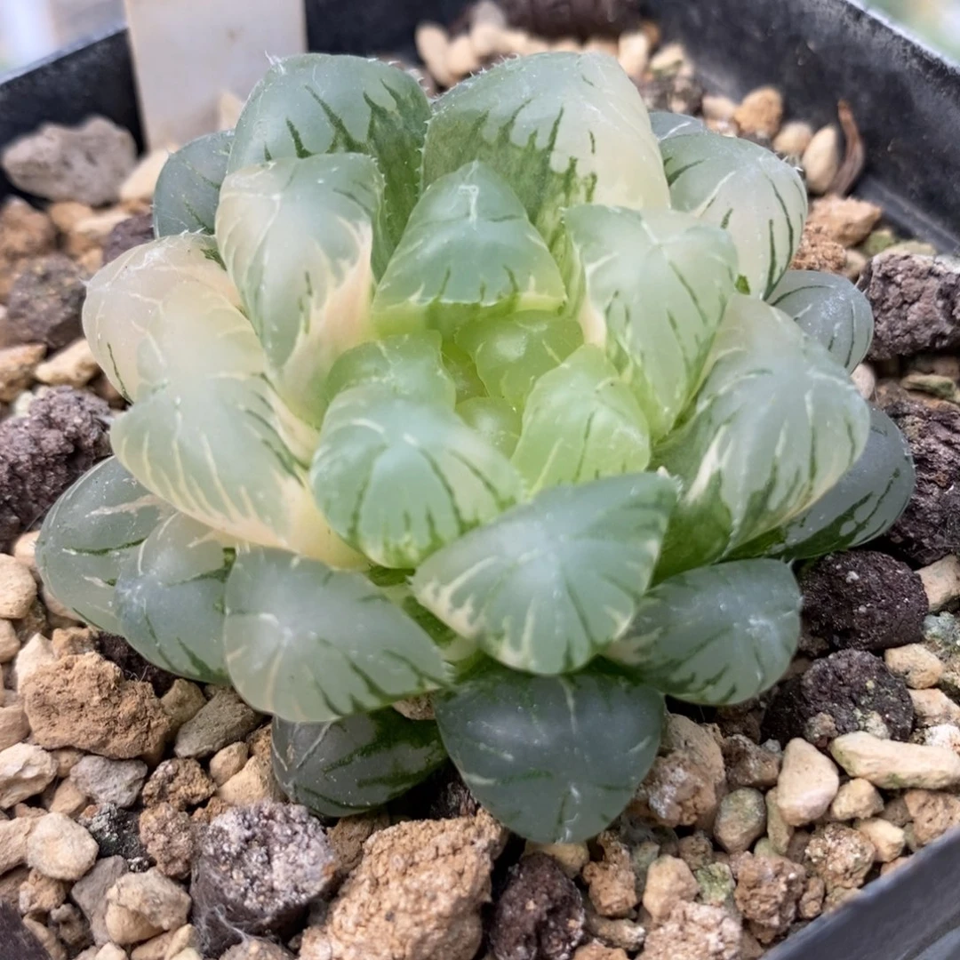 20湖水玉露锦一物一拍