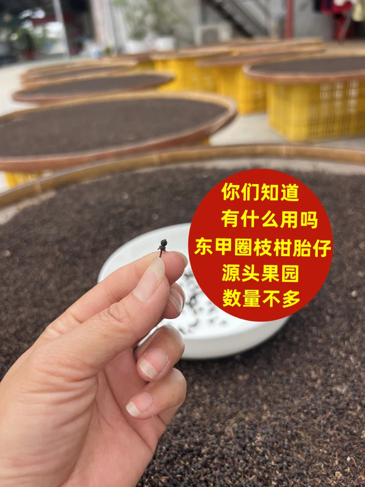 正宗2025年东甲新会圈枝小柑胎仔火柴头大BB小乳柑泡水广东特产