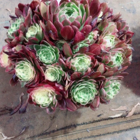 无花朵永*海仙法师851号