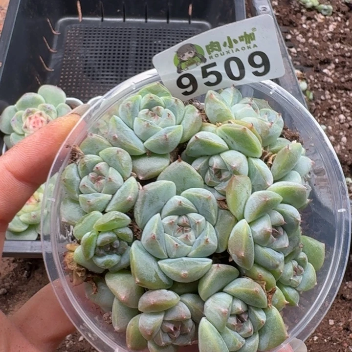 多肉植物多肉植物