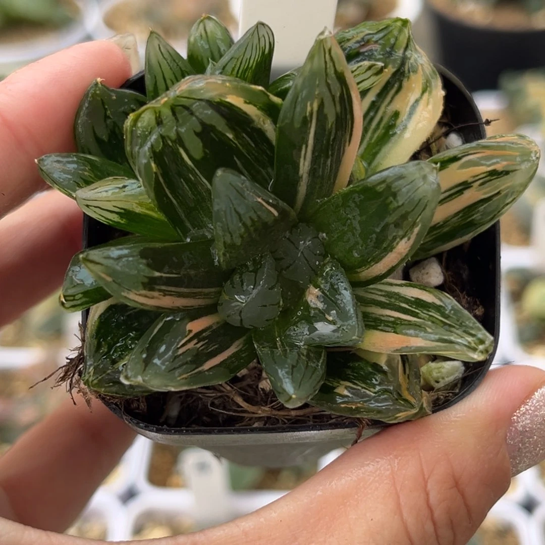 652群生花水晶玉露锦哈哈哈哈哈