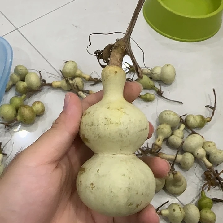 柒***宇葫芦fgnbbhjnvggnbvv