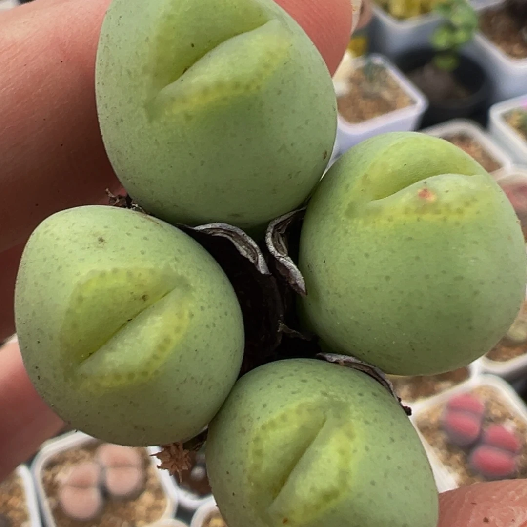 特价嘟嘟嘴将多肉植物带盆