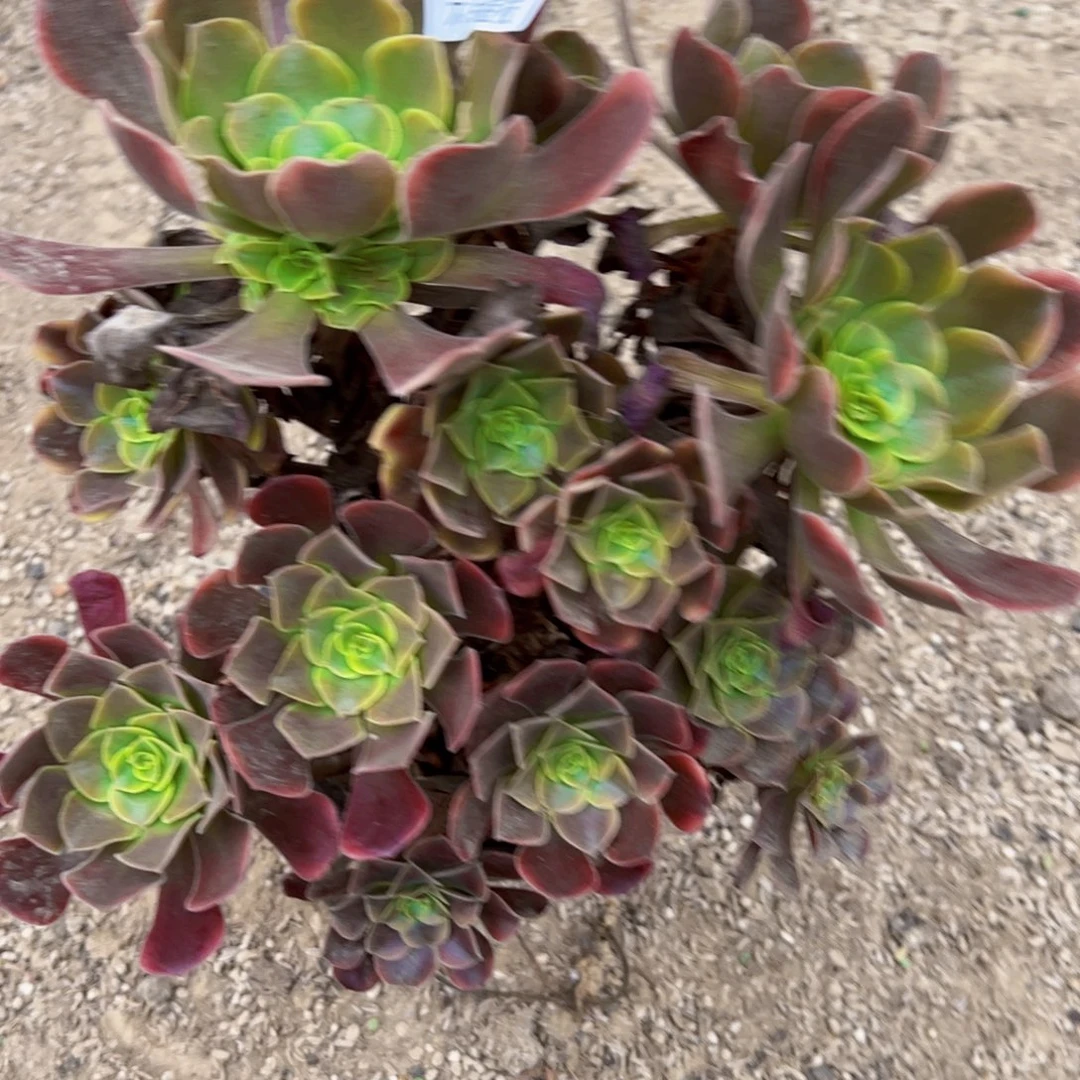欧嘉莉多肉植物1860