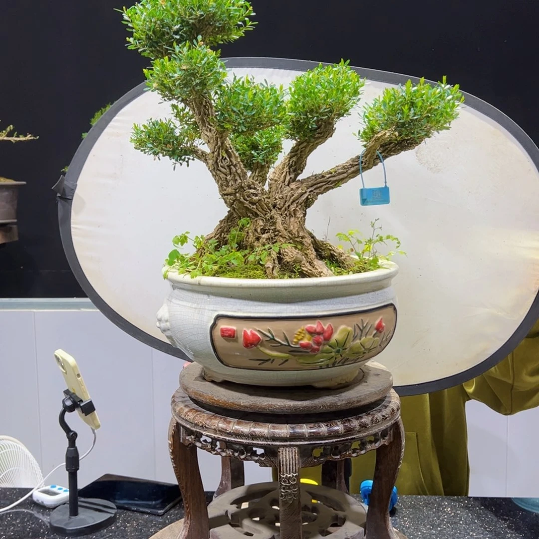 四季常青老桩黄杨盆景