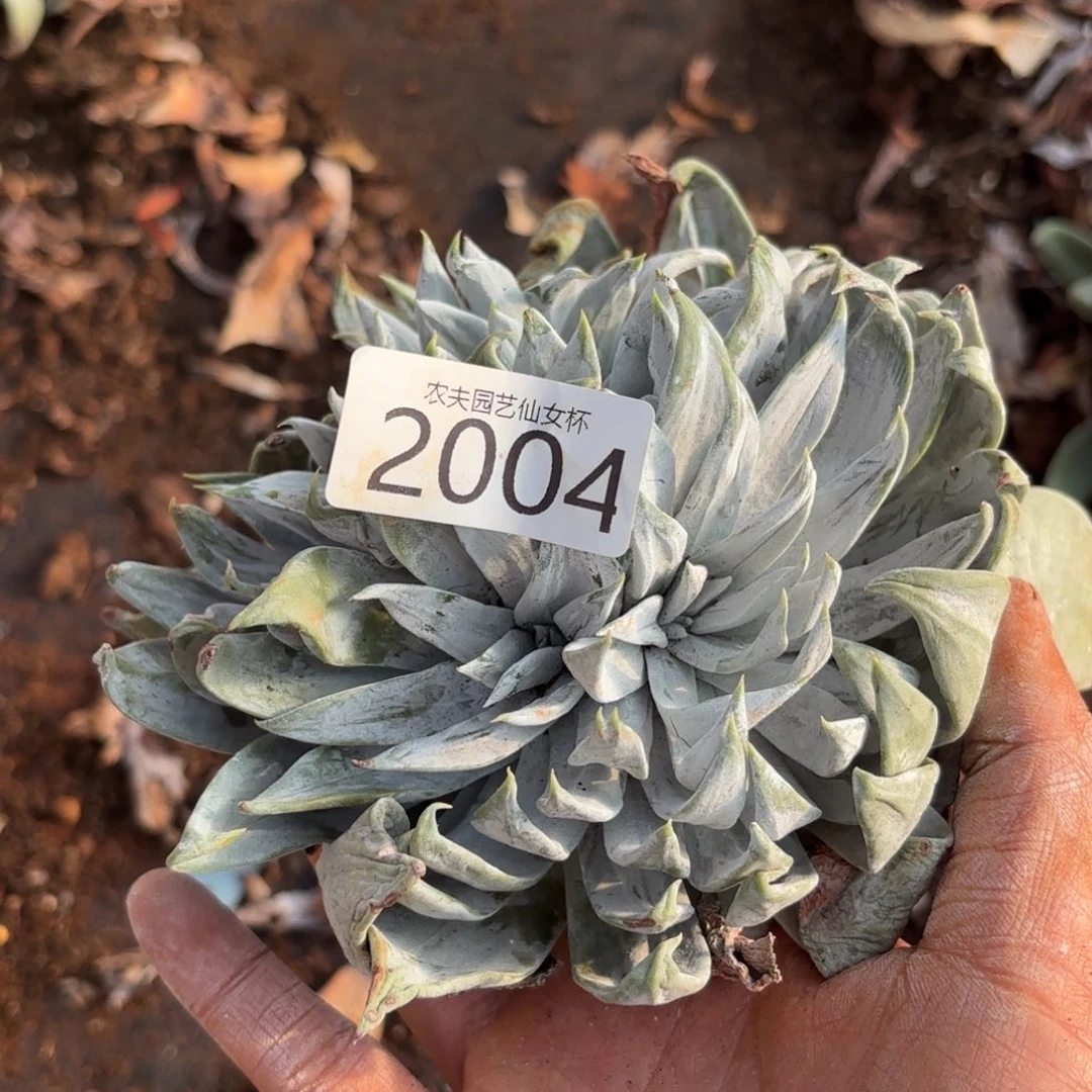 3代杂交仙女杯多肉福利