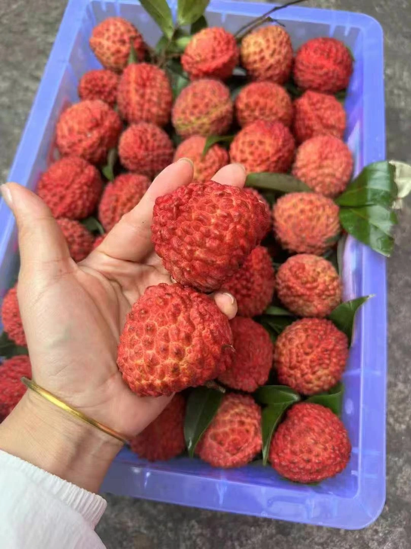 海南荔枝 荔枝王 嫩滑多汁甜而不腻 肉质晶莹剔透