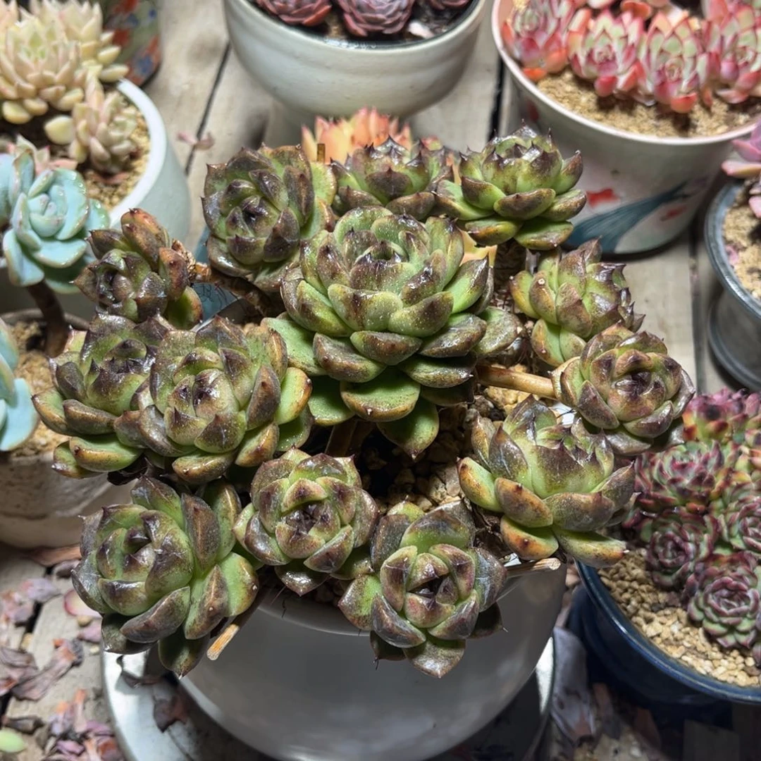 水晶多肉植物duinvm