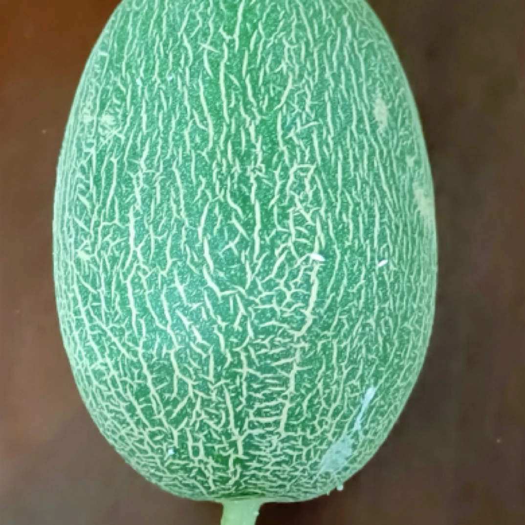 原生态儿童水果西州蜜火焰网纹蜜瓜冰淇淋哈密瓜当季甜瓜蜜瓜肉厚