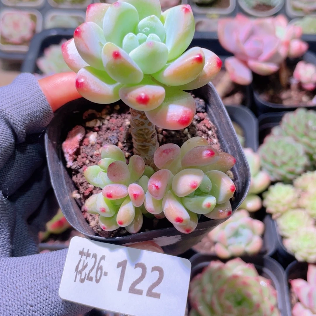 花利美26-122罗琦群