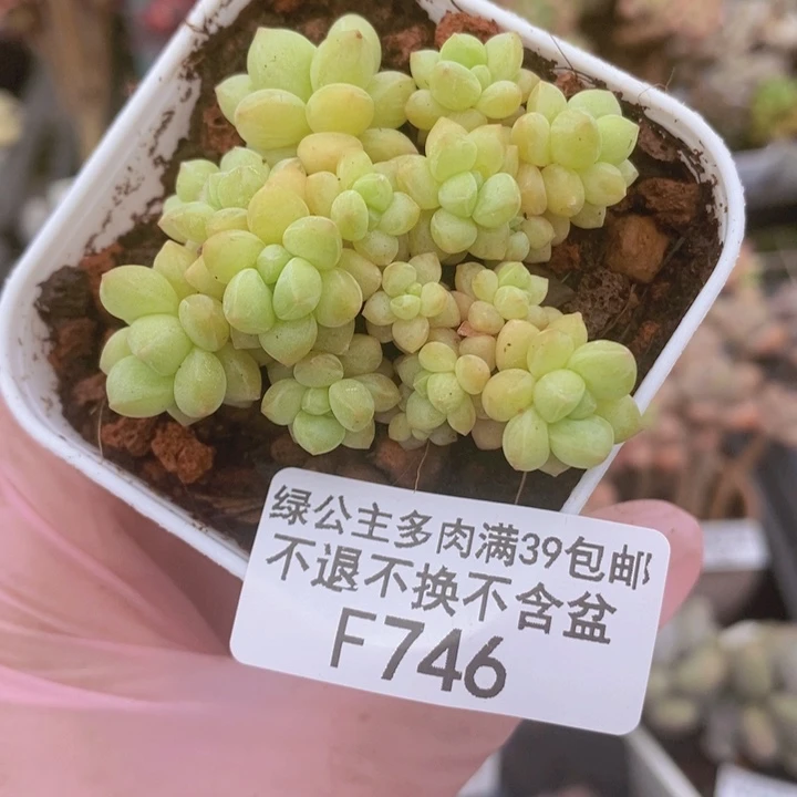 萤火虫5cm746多肉植物