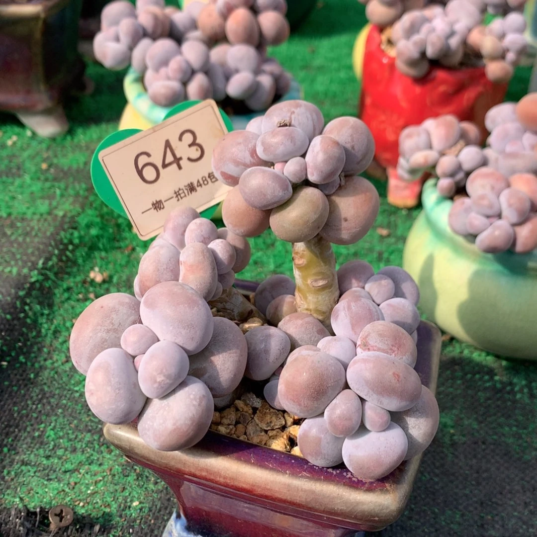 巡***王烟美人老桩无砍643