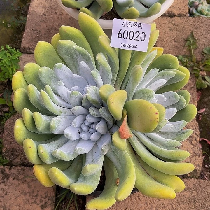 银*仙女杯60020系列