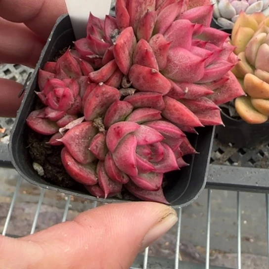 131 一物一拍多肉