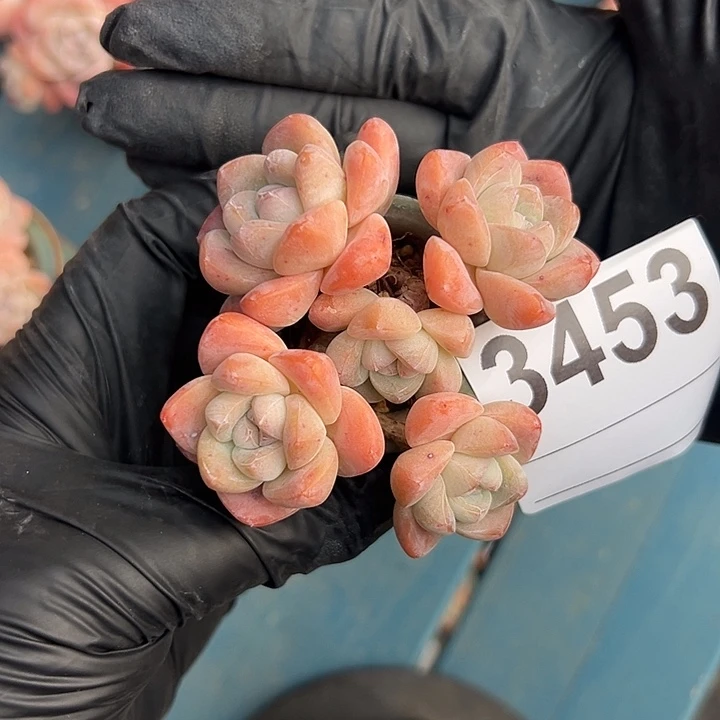 3452，五头冰玉带盆发的时候