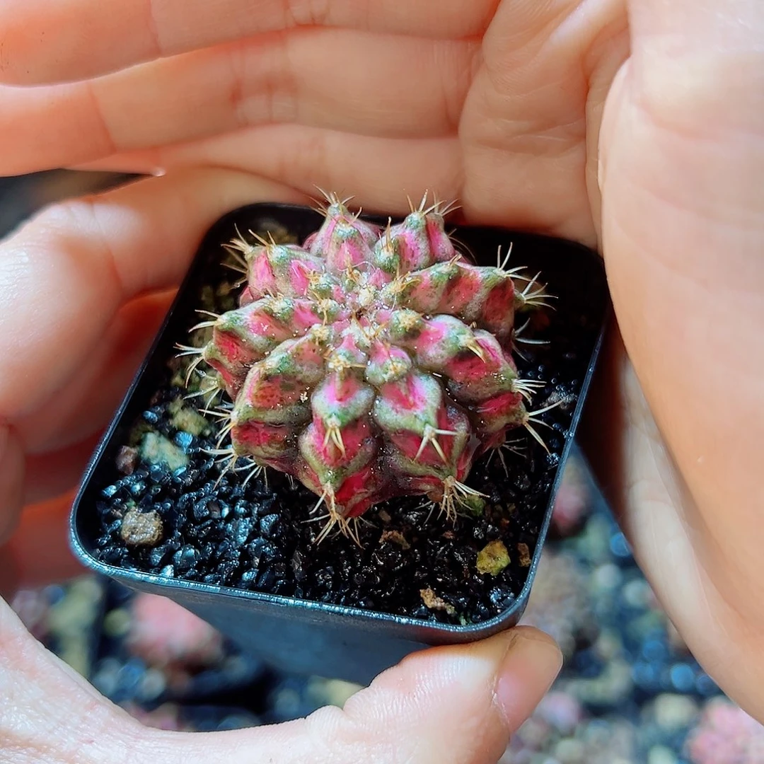 实生勒骨海神牡丹3公分