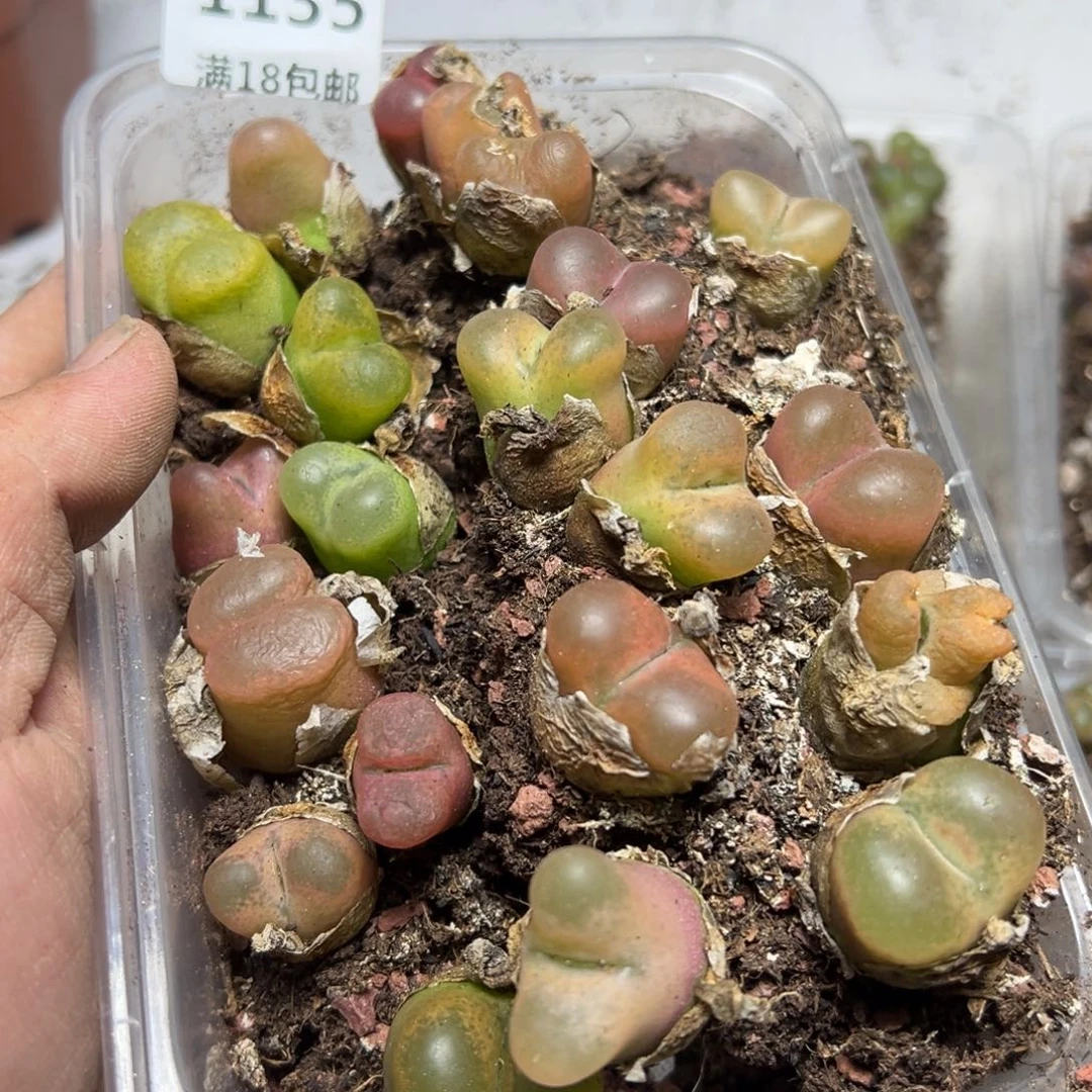 【闪购商品】 1135。