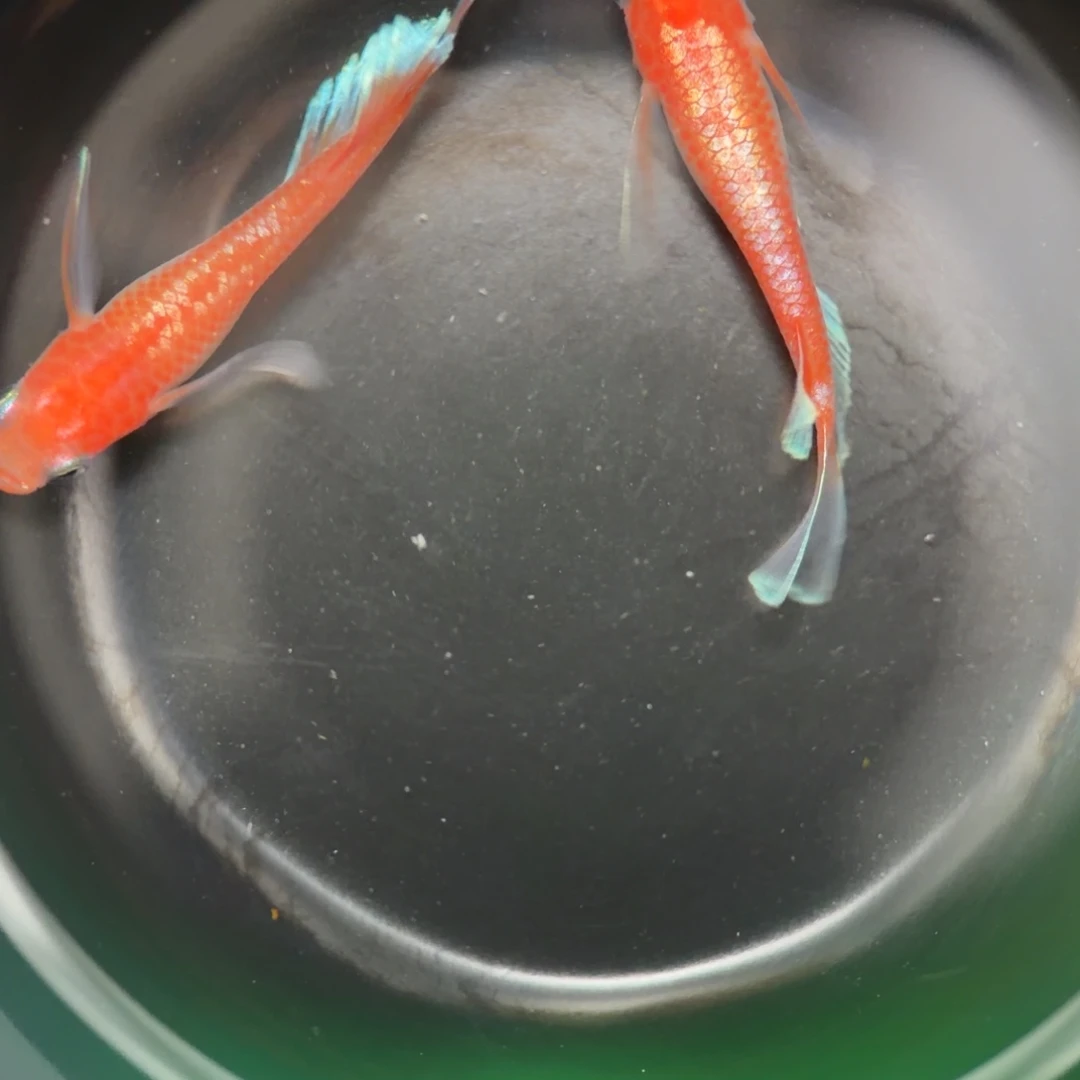 青鳉鱼编号 30 林血红赤壁真长鳍一对