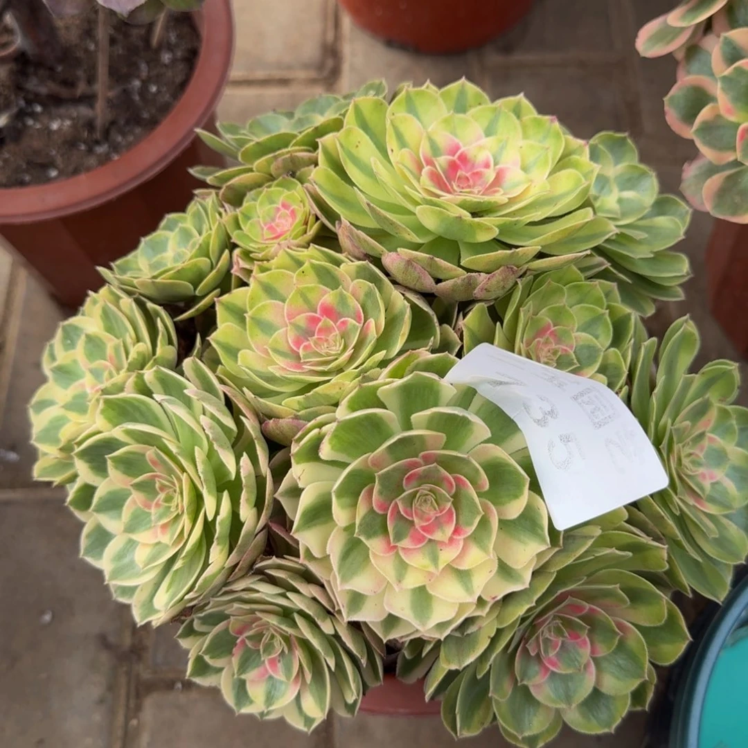 飞***师多肉植物735半糖法师