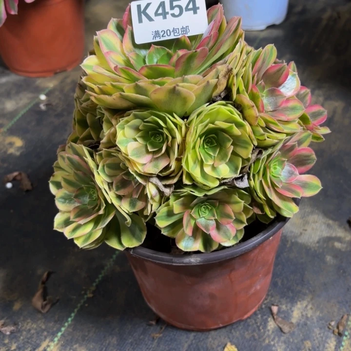 瑞妈，，，。。。。454雨荷，
