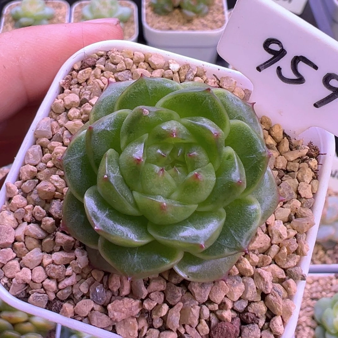 959号爱彼 晗雨多肉
