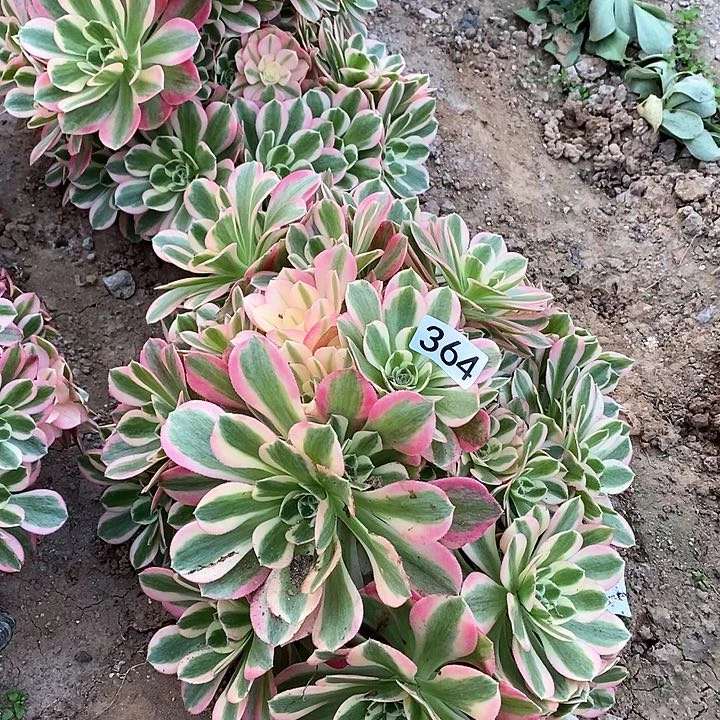 三*多肉植物法师364妖月两颗