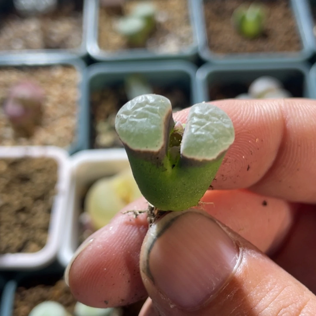 单头白窗磁铁植物一物一拍